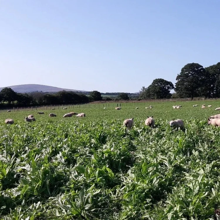 Landscape image of sheep grazing.