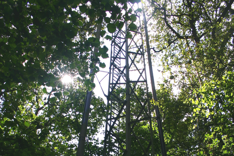 Photo looking up a meteorological tower and trees. The sun peeks through the trees.