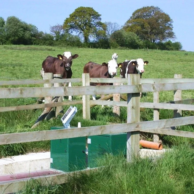 Three cows peek over a fence. Equipment is in front of the fence. 