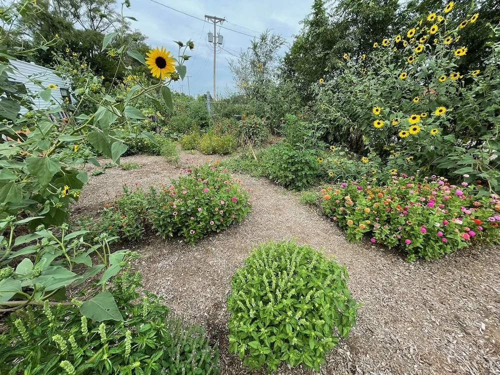 A community garden in Omaha with zinnias, sunflowers and basil growing in mulched beds