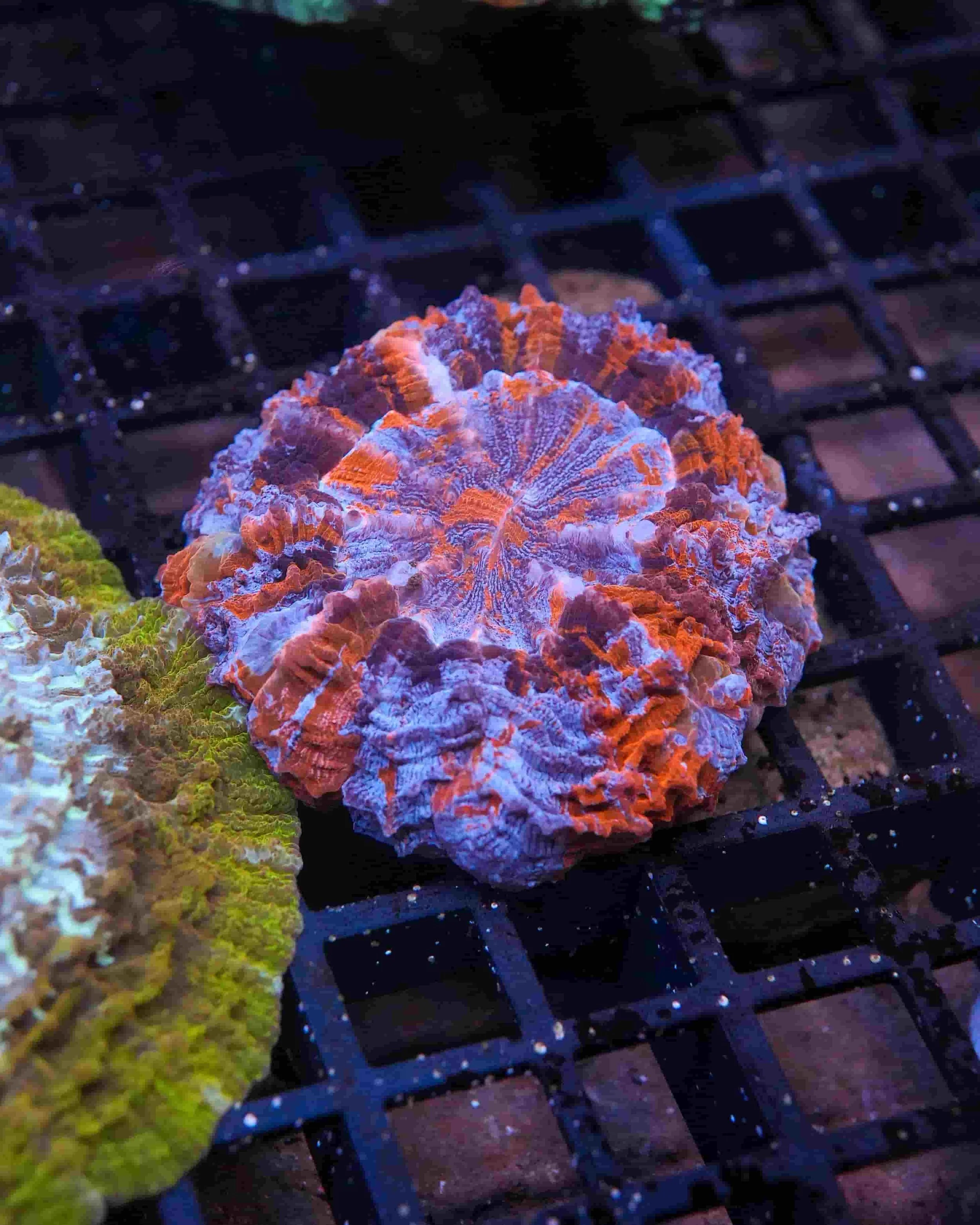 Doughnut Coral (Acanthophyllia sp.)