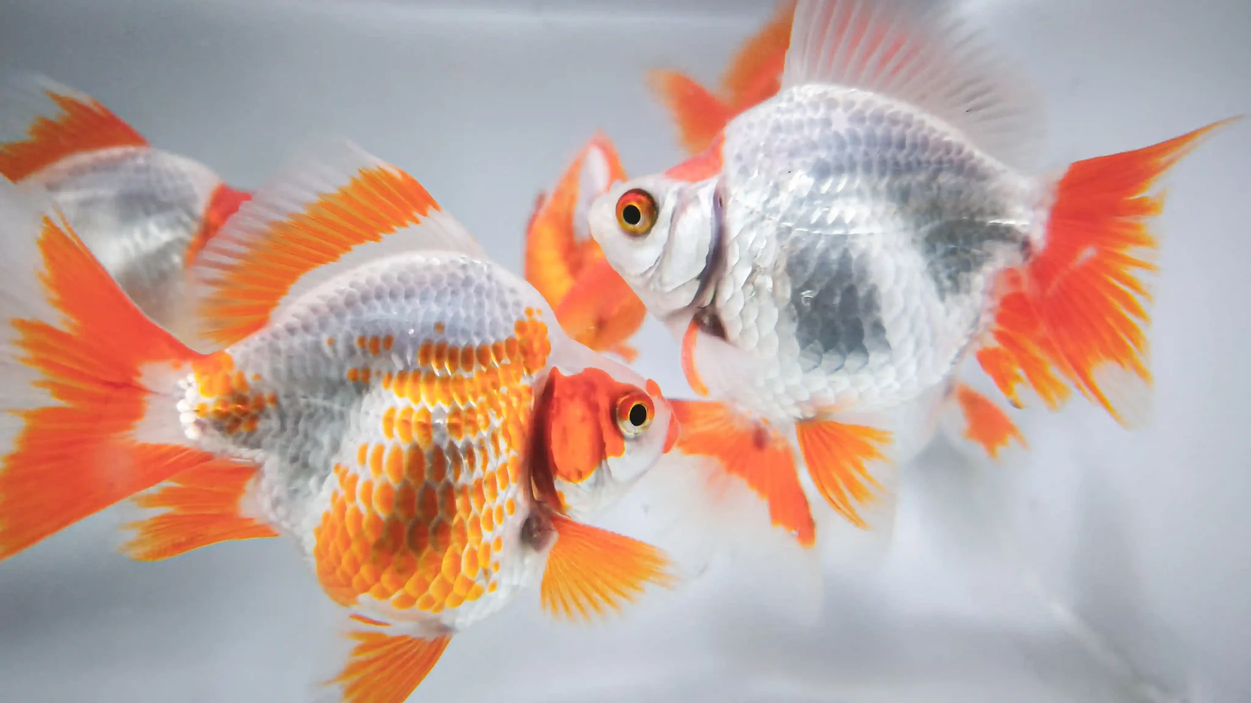 Red and white ryukin goldfish with a deep, rounded body