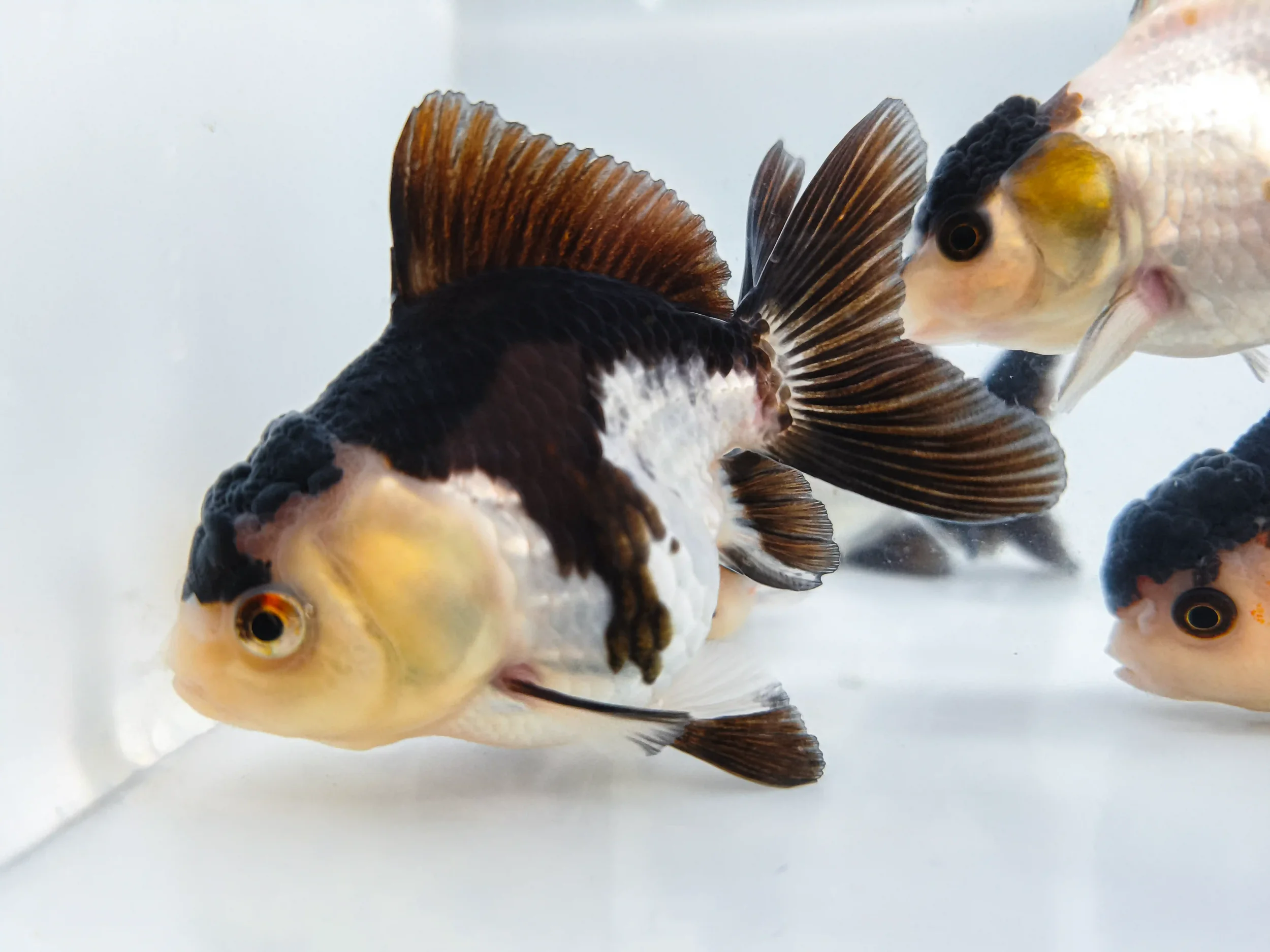 Panda goldfish, a black and white fancy goldfish