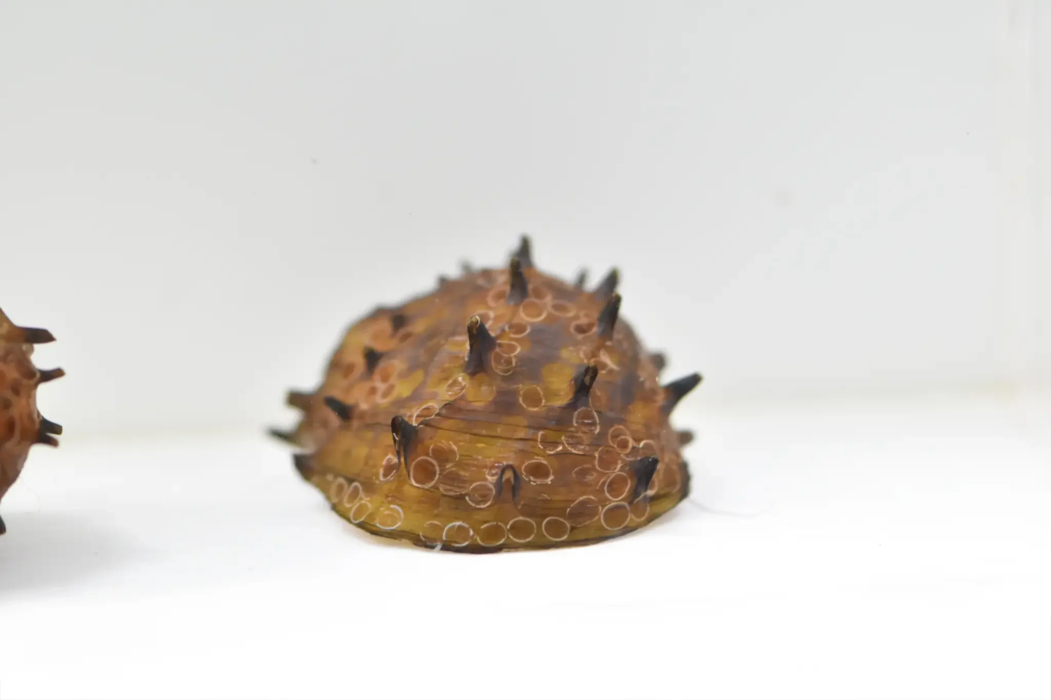 Durian snail with a spiked, durian-like shell