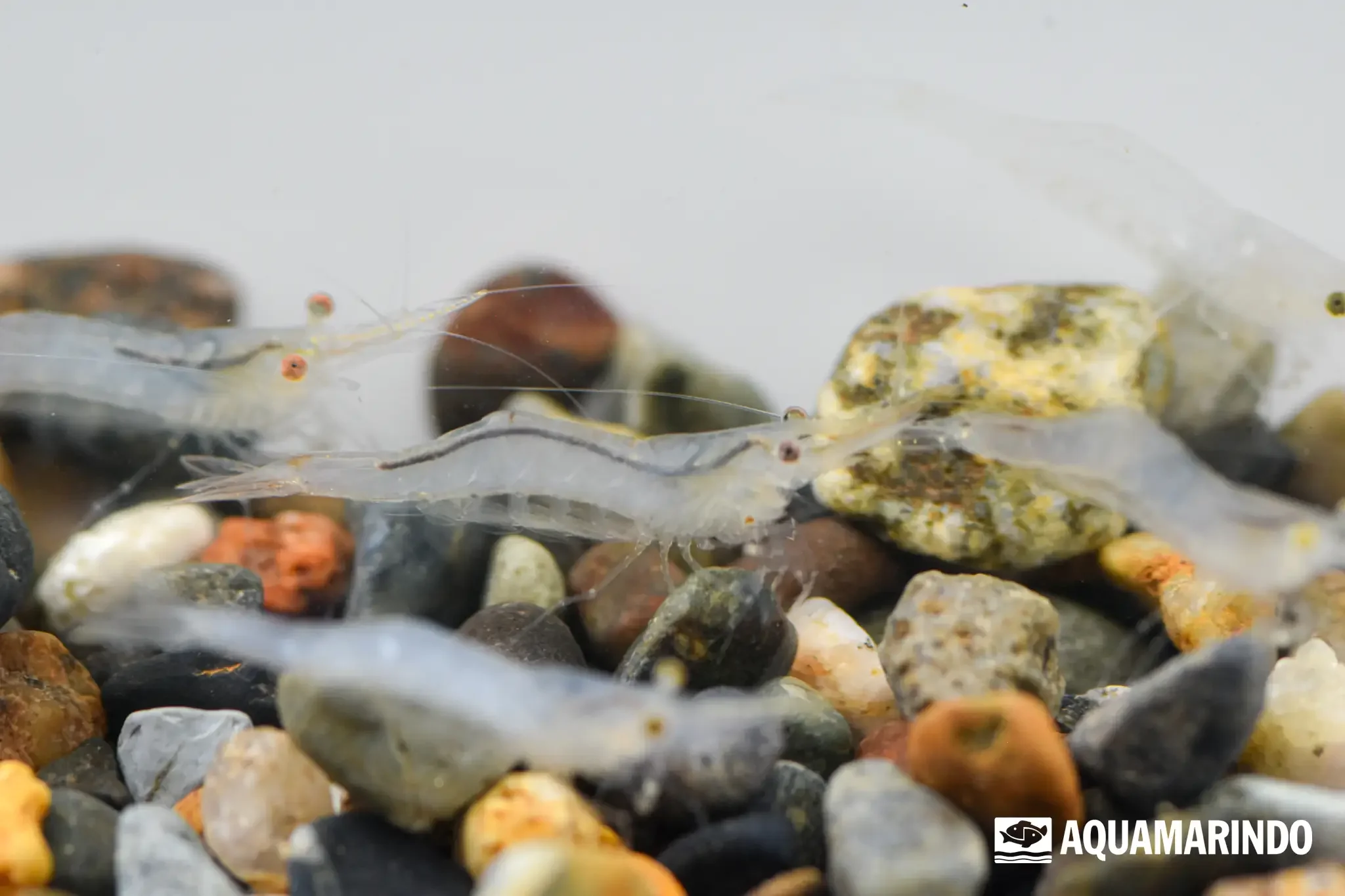Pinocchio shrimp with a long pointed rostrum