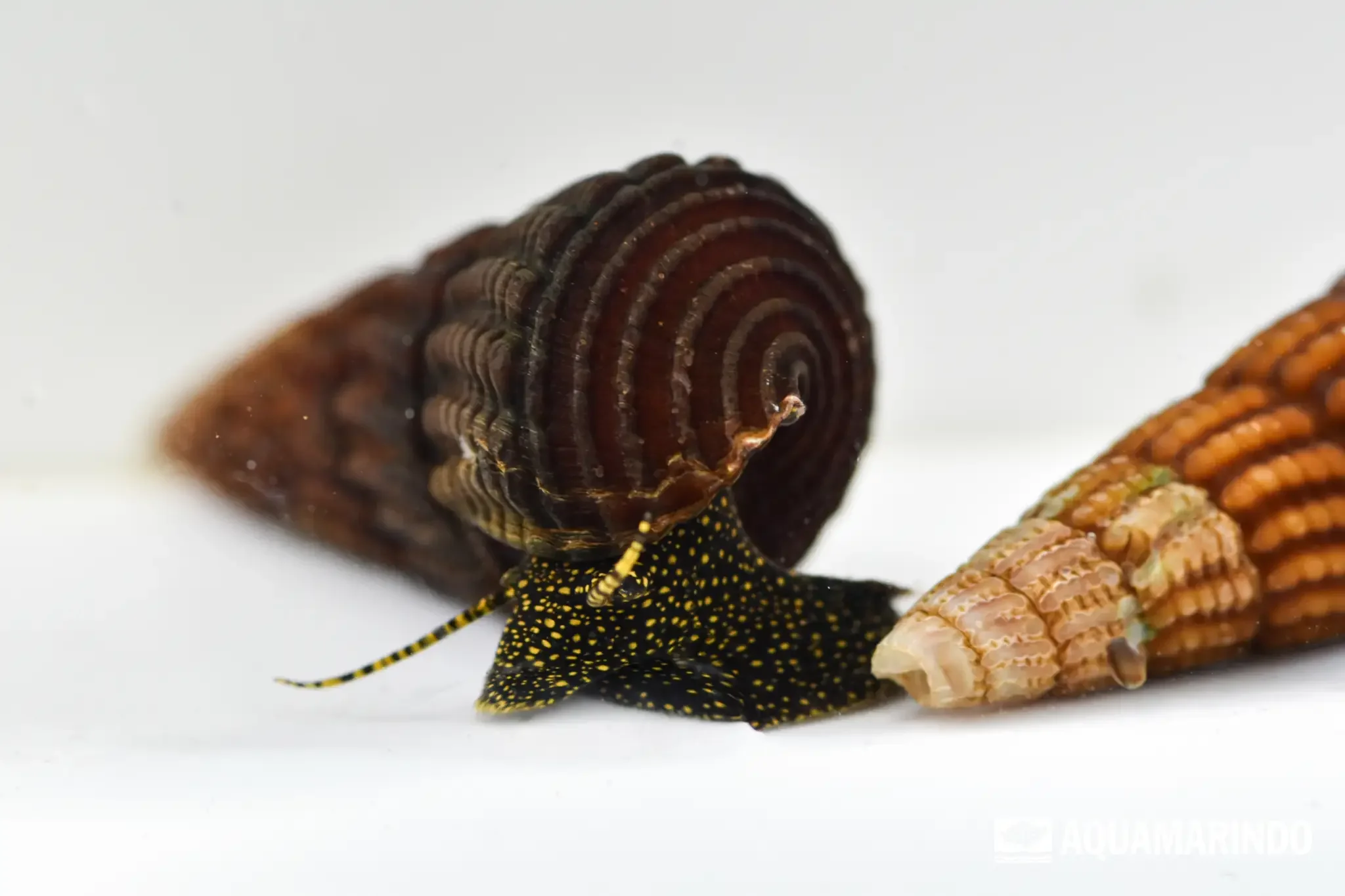 Yellow flag tail, a freshwater aquarium species