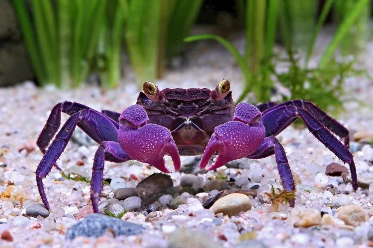 Geosesarma purple vampire crab with a purple-toned shell