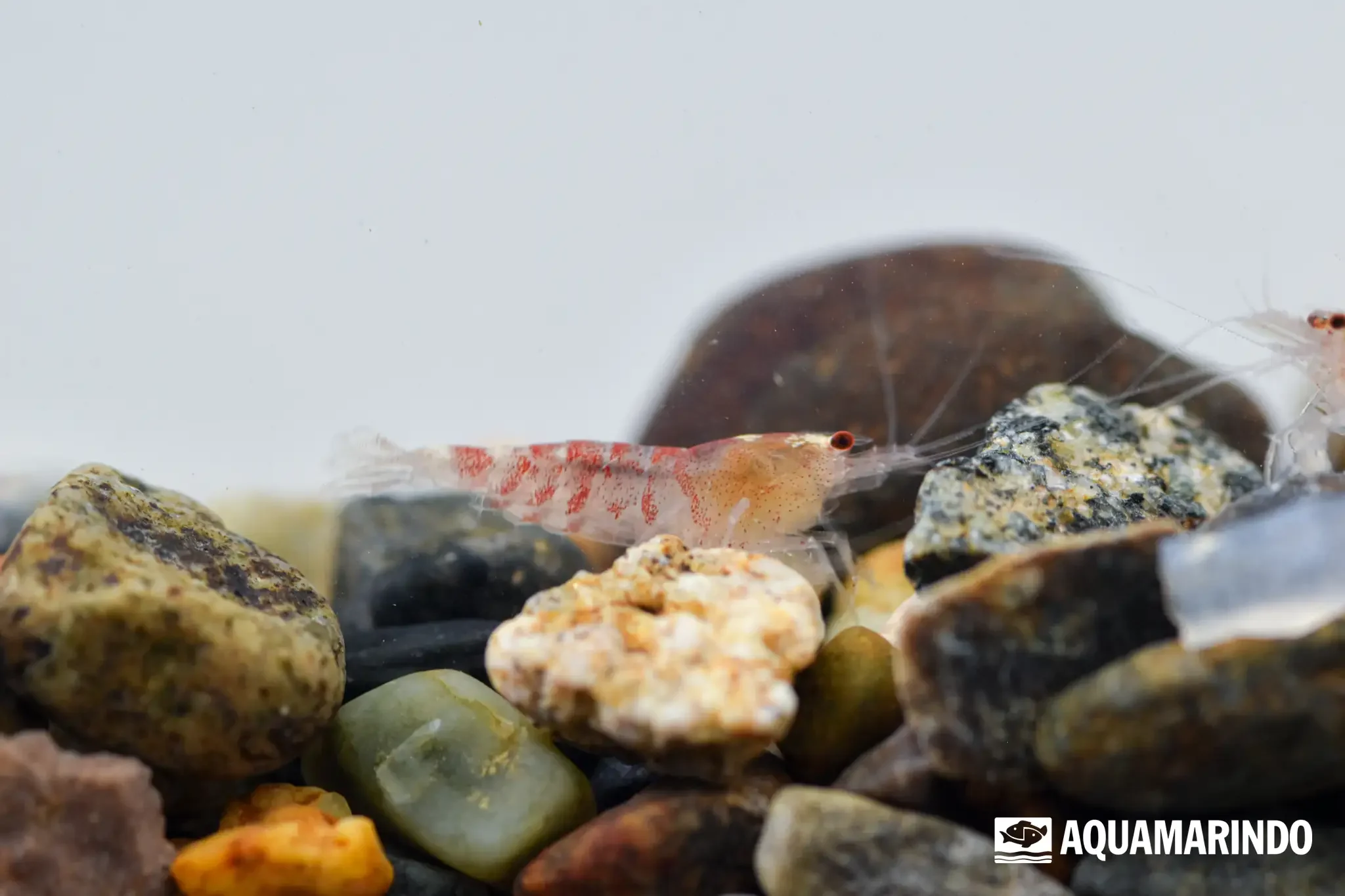 Red tiger shrimp, a freshwater shrimp with tiger-like body bands