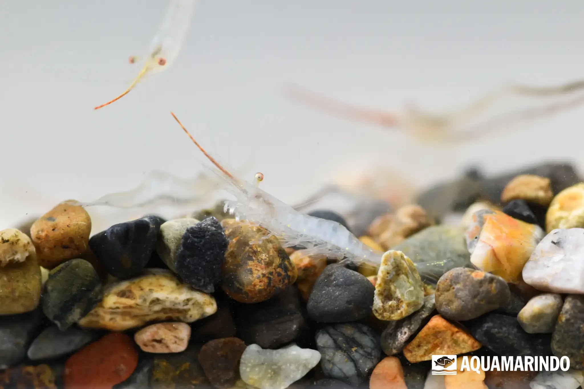 Red-nosed Pinocchio shrimp with a long pointed rostrum