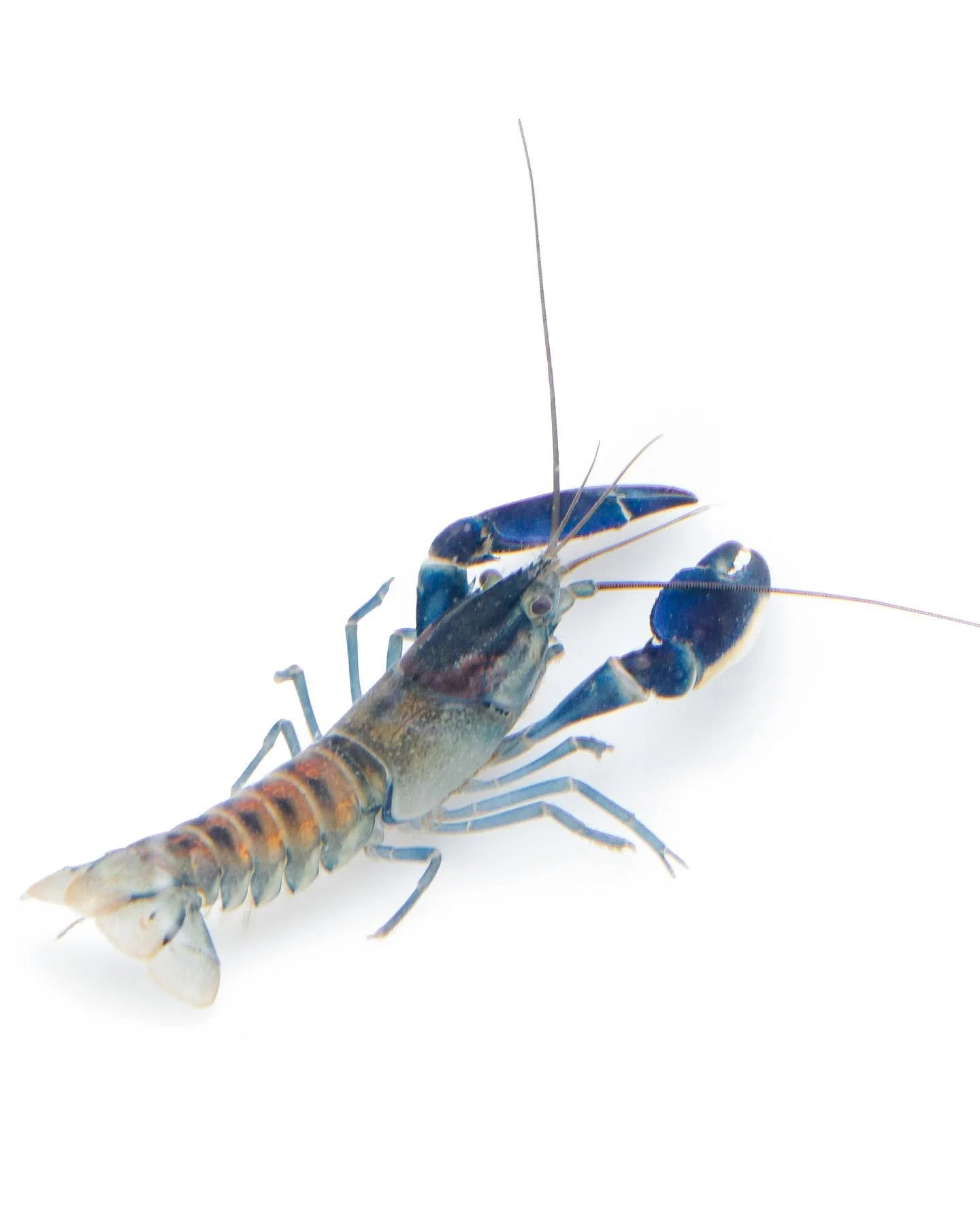 Cherax boesemani, a freshwater crayfish with strong claws