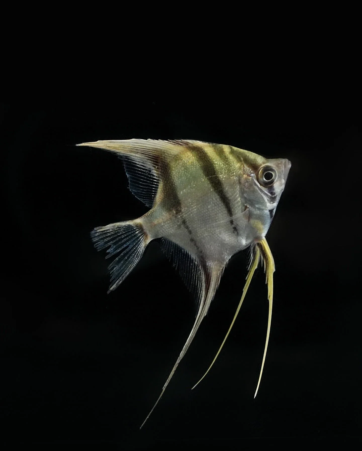 Angelfish