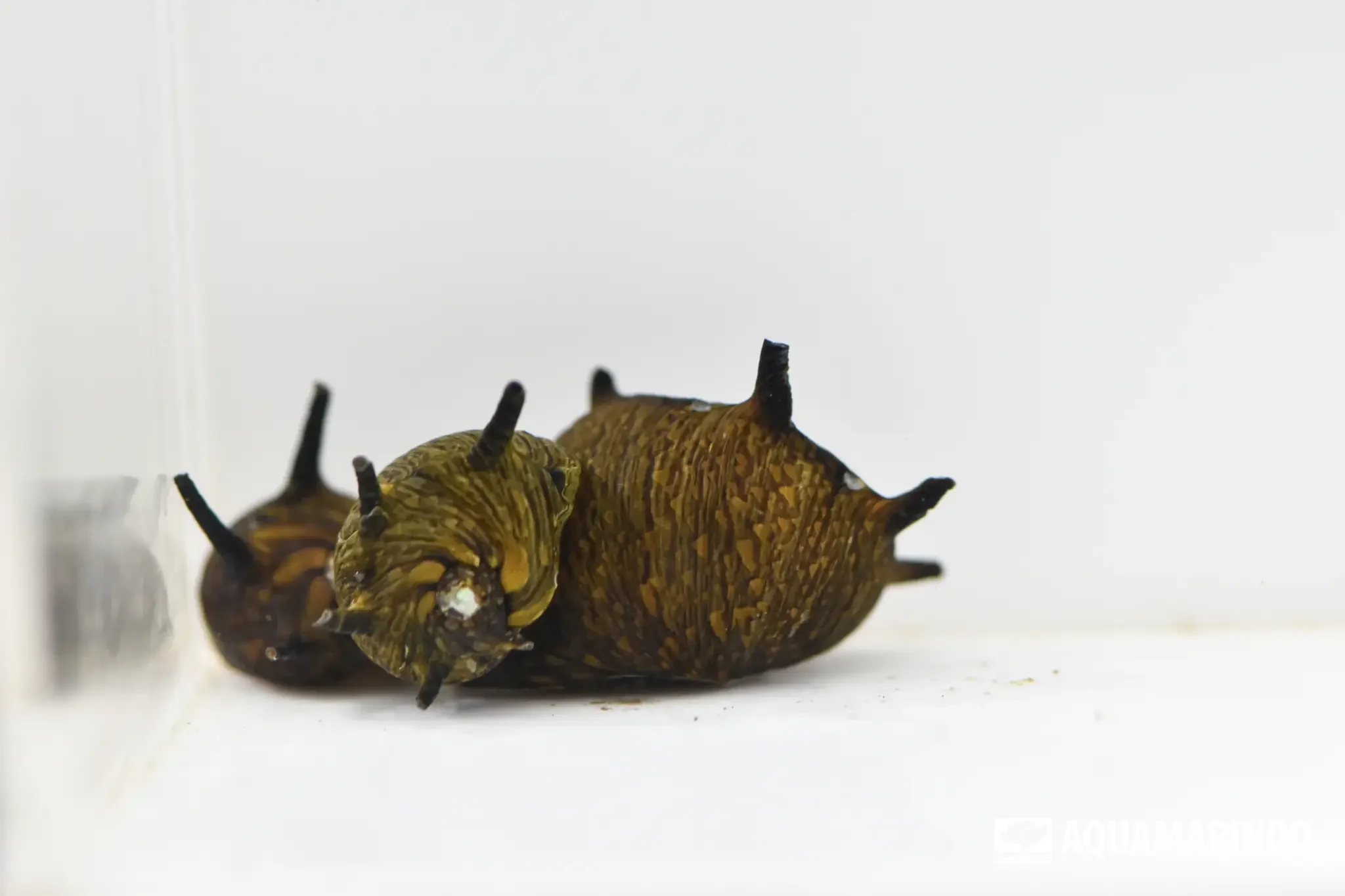 Sun snail, a small colorful freshwater snail
