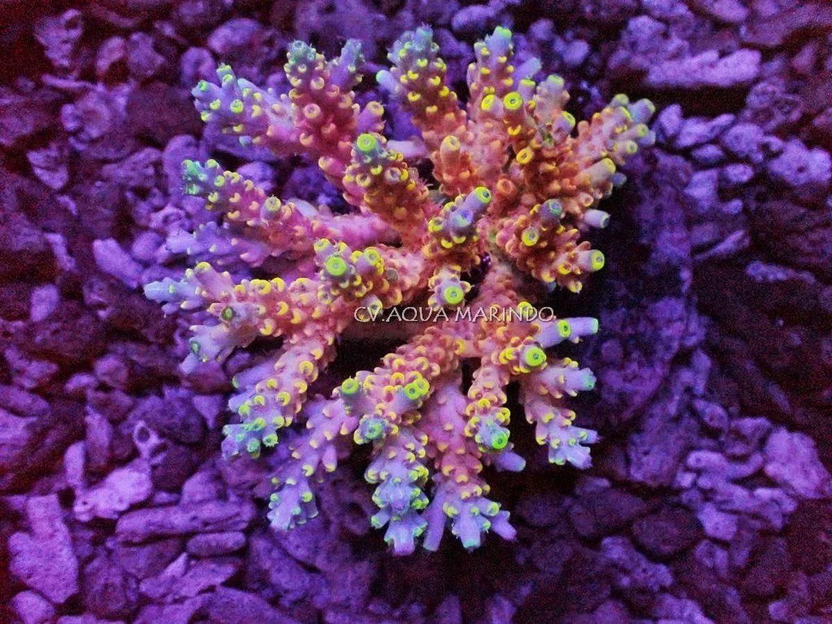 Firecracker Acropora, a small polyp stony (SPS) coral