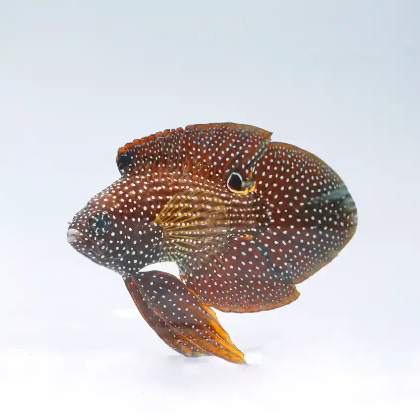 Marine betta (Calloplesiops altivelis) with flowing fins and a false eyespot near the tail