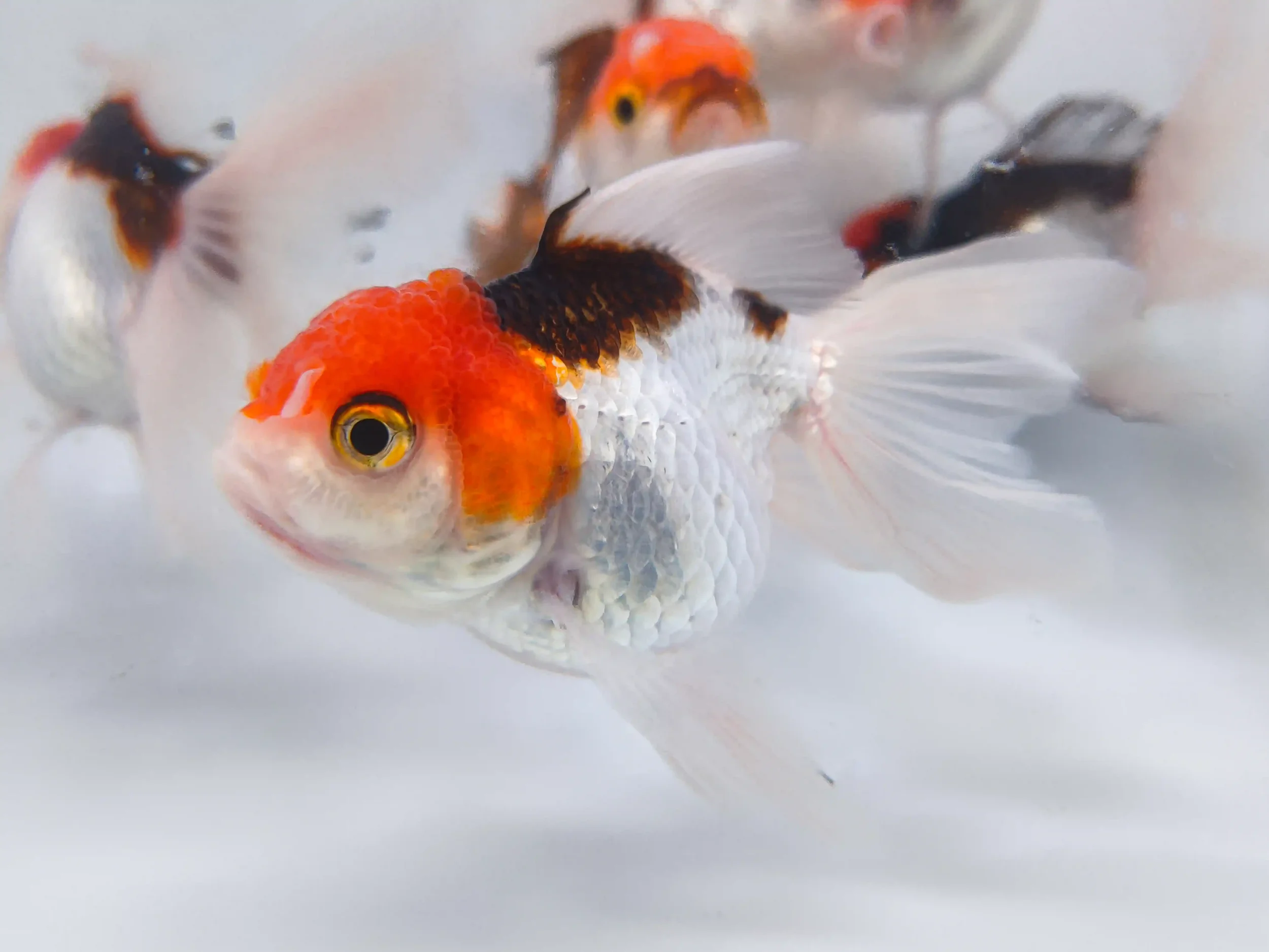 Panda tanco goldfish, a fancy goldfish variety