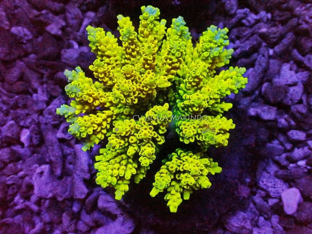 Acropora (Yellow and Green), a small polyp stony (SPS) coral