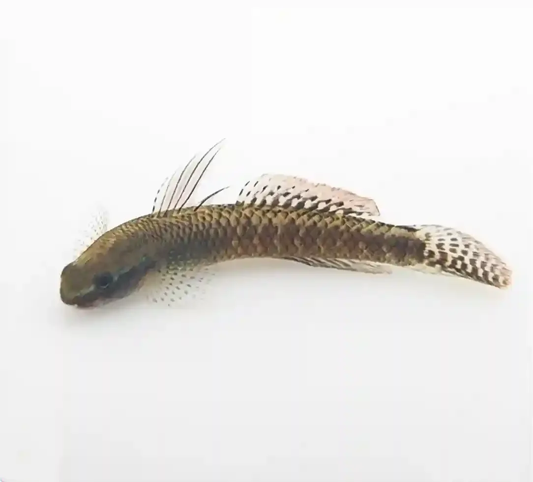 Cobalt blue goby, a small bottom-dwelling freshwater goby