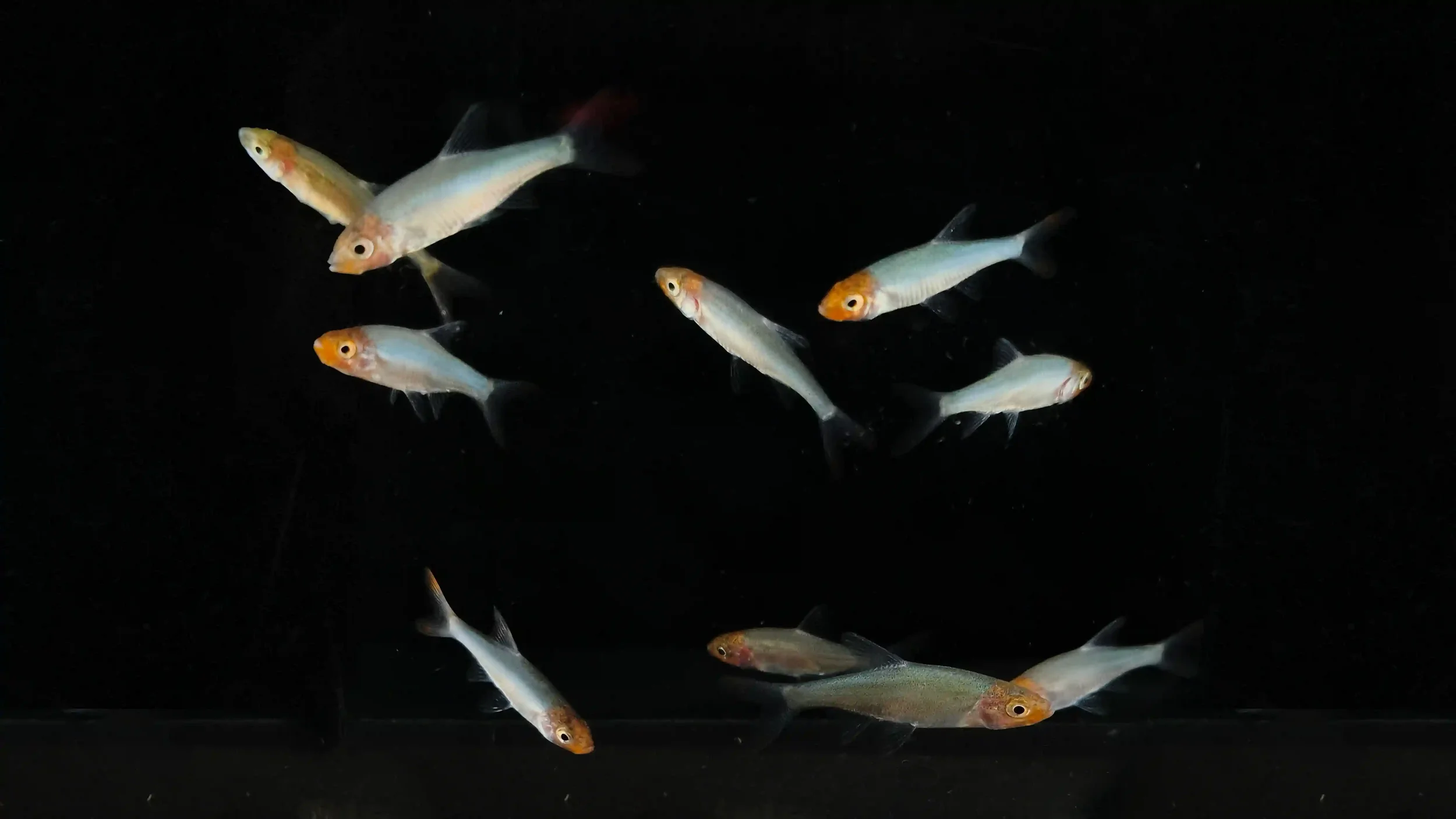 Rummy nose rasbora, a freshwater schooling fish