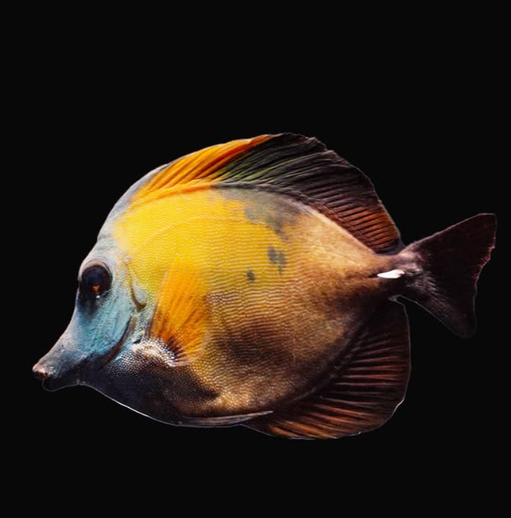 Aberrant scopas tang showing irregular patches of color