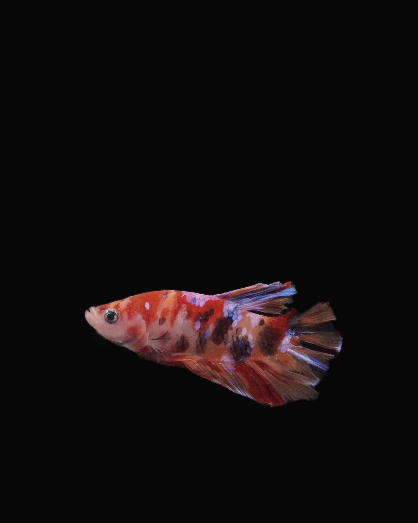 Koi betta fish, a freshwater betta