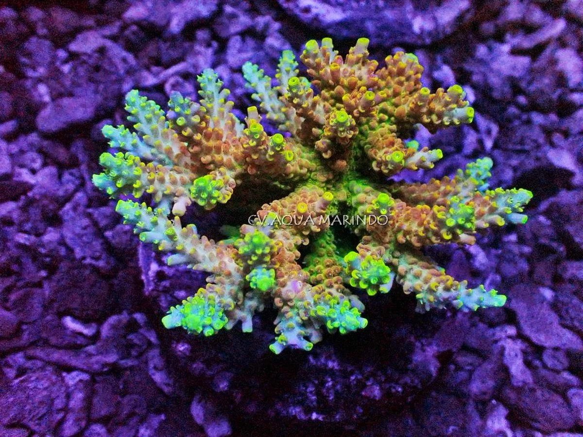 Homewrecker Acropora, a small polyp stony (SPS) coral