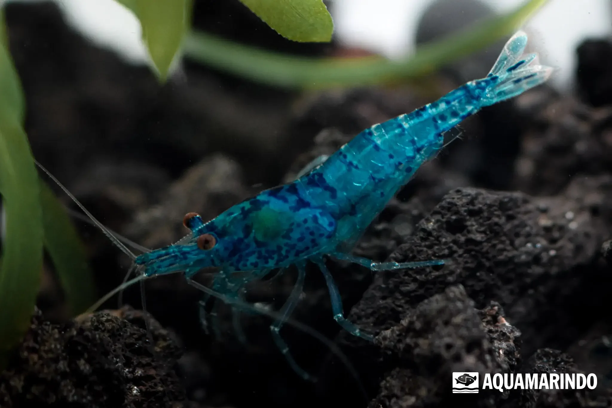 Blue jelly shrimp with a blue, jelly-like body