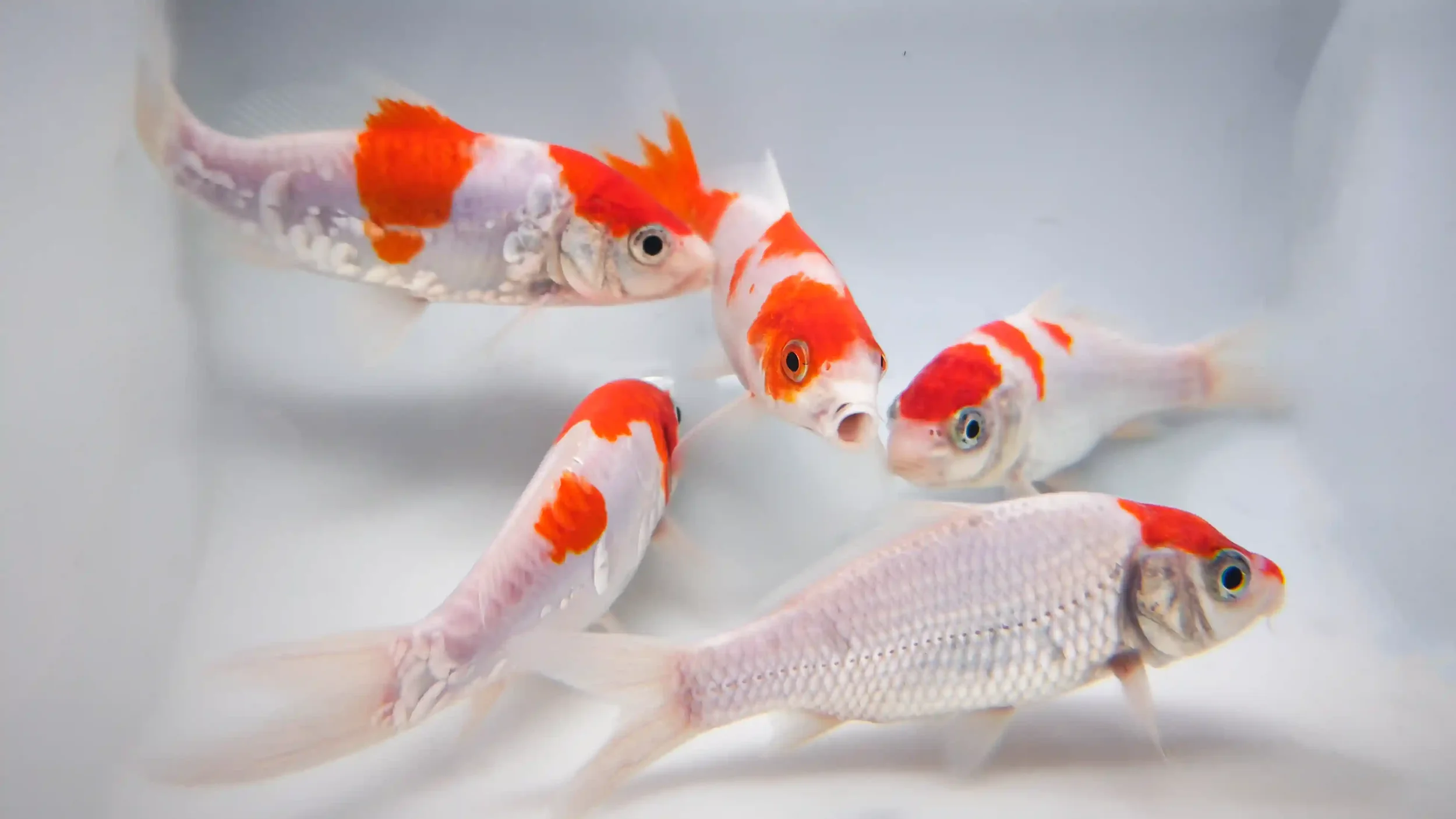 Kohaku koi with red patches on a white body