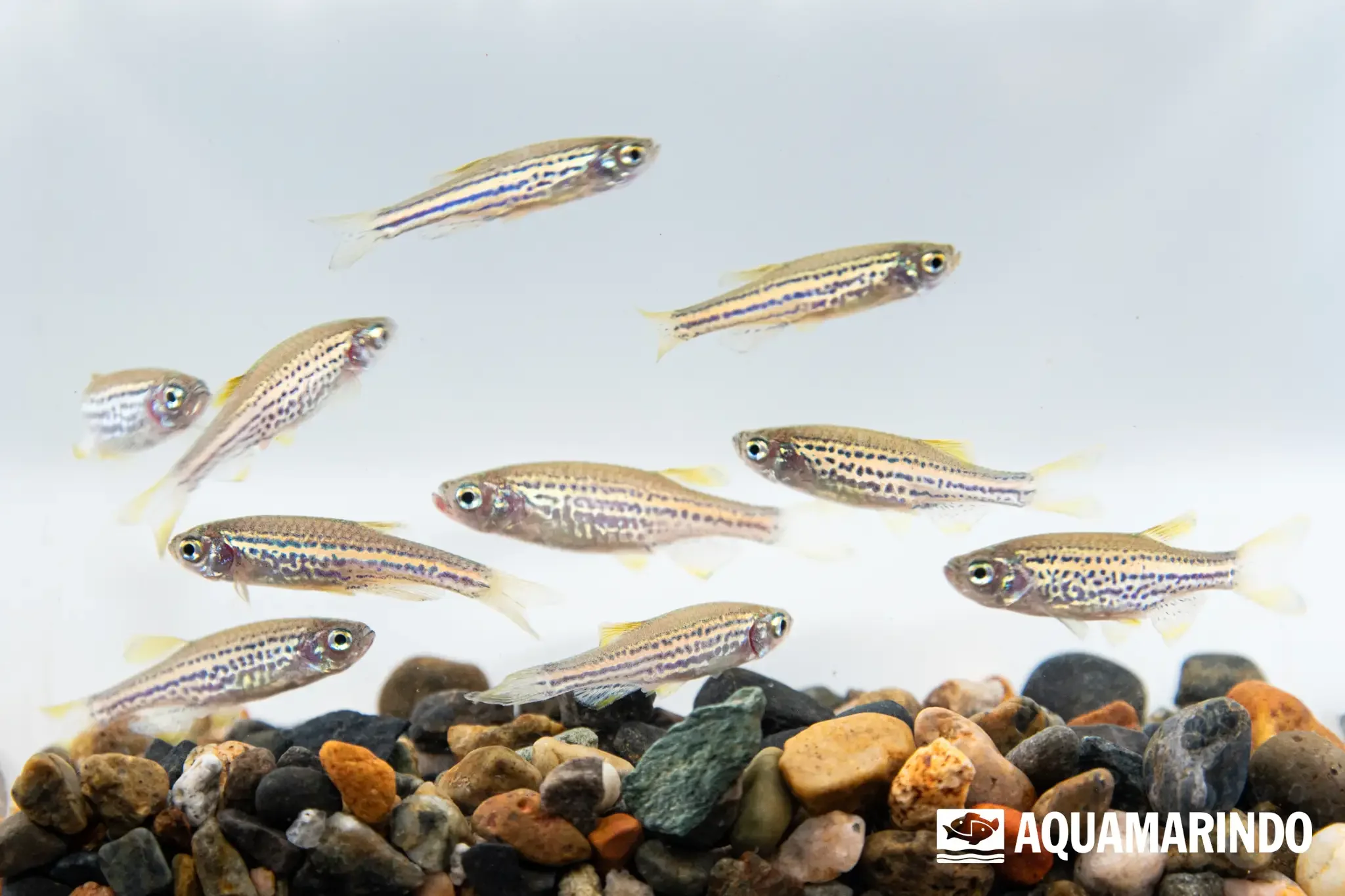 Leopard danio (Danio rerio), a spotted variant of the zebra danio