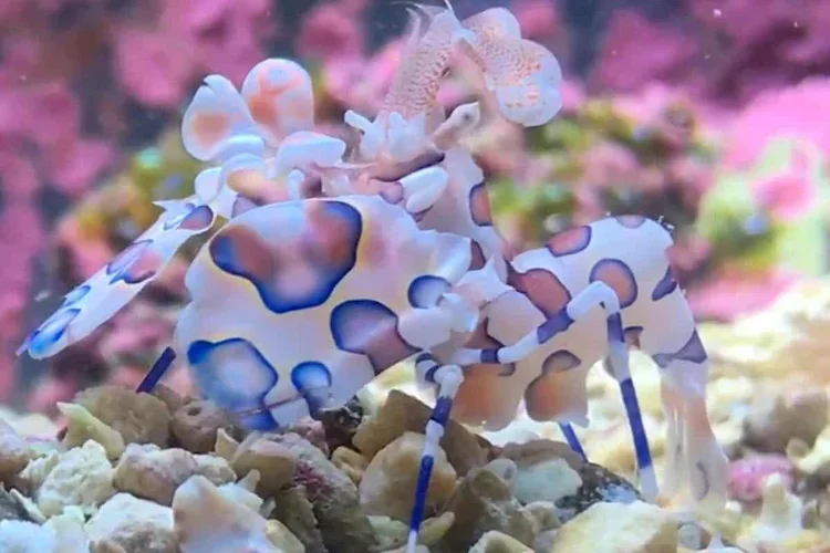 Harlequin shrimp (Hymenocera picta) featuring bold purple-edged spots across a white carapace