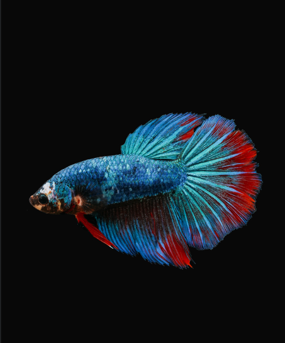 Siamese Fighting Fish