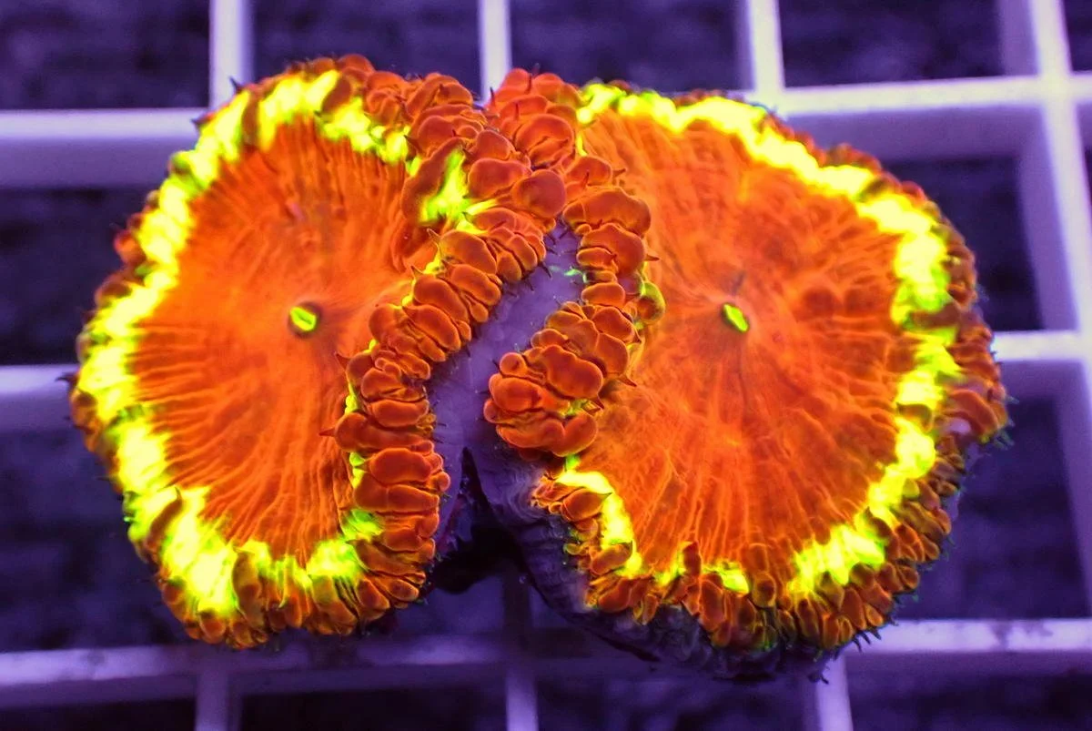 Live Corals