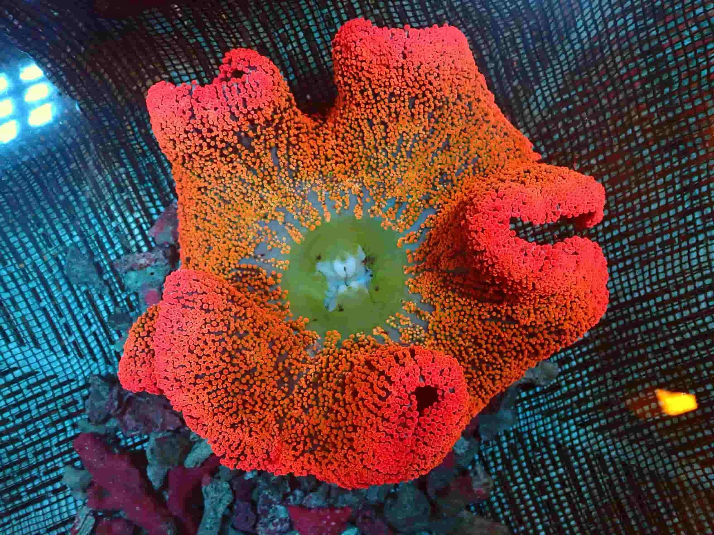 Carpet anemone (Stichodactyla haddonigigantea), a marine carpet anemone with dense short tentacles