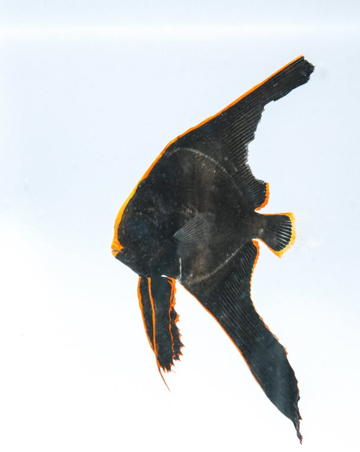 Pinnatus batfish (Platax pinnatus), a tall, disc-shaped batfish