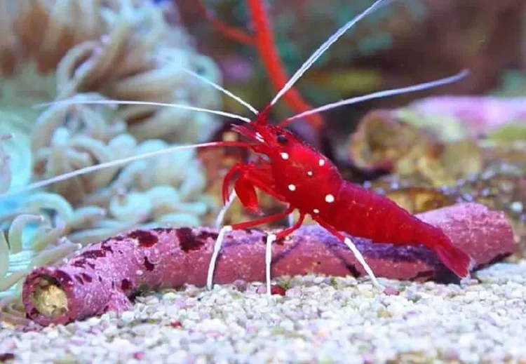 Red fire shrimp (Lysmata debelius) with a deep scarlet body and contrasting white legs and antennae