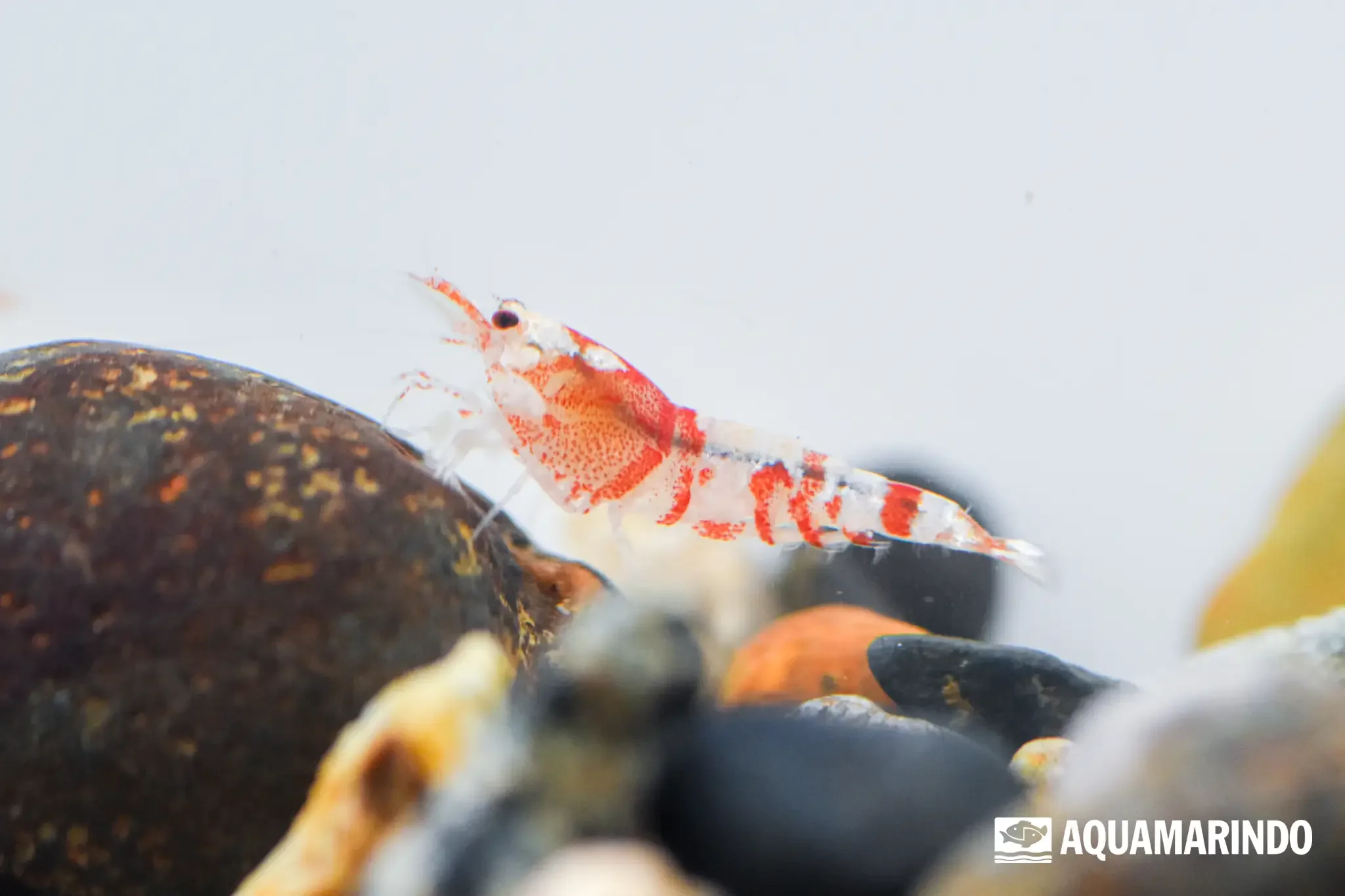Pensy red tiger shrimp, a red-toned tiger shrimp variety
