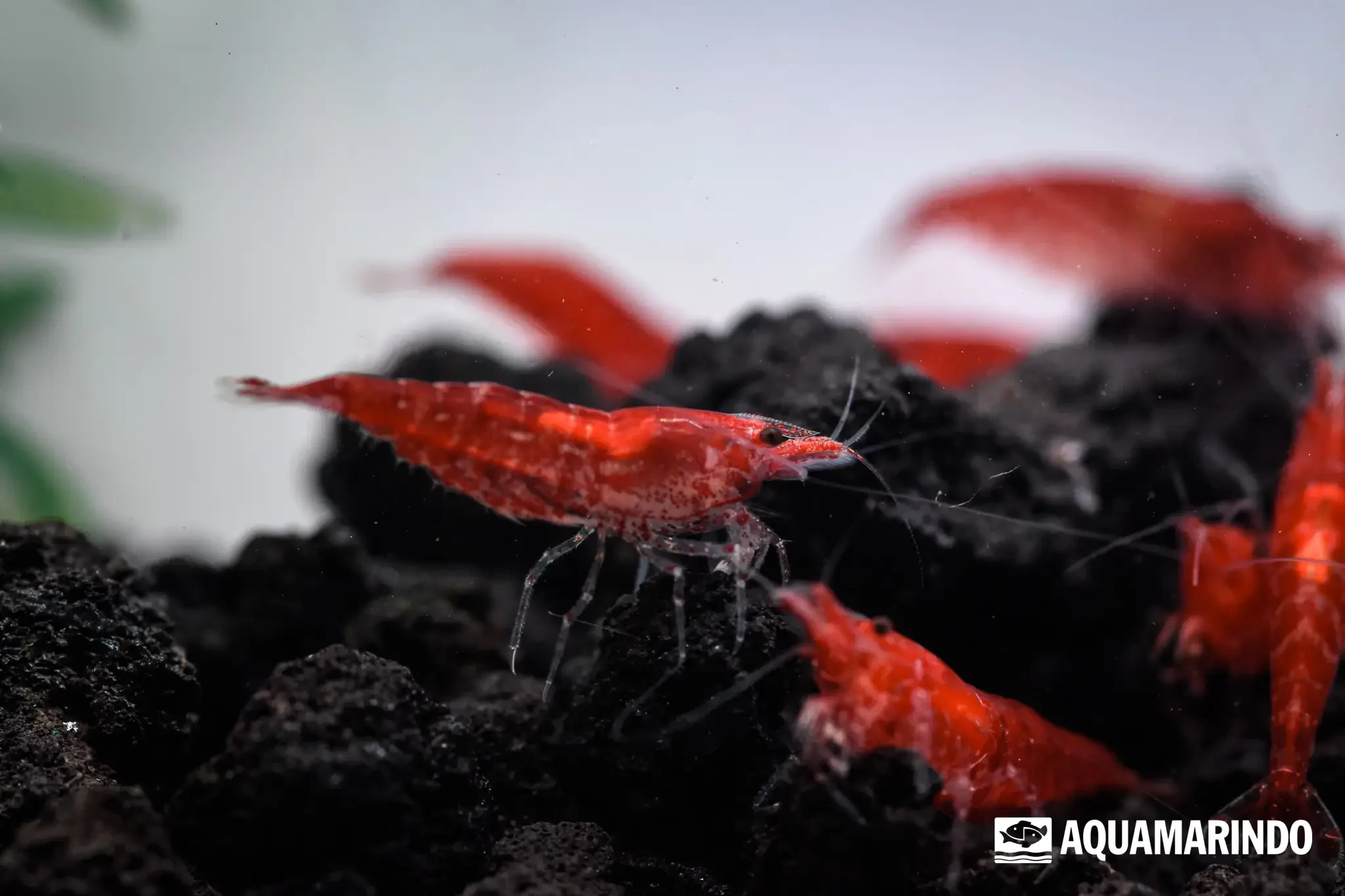 Red fire shrimp with a deep red color
