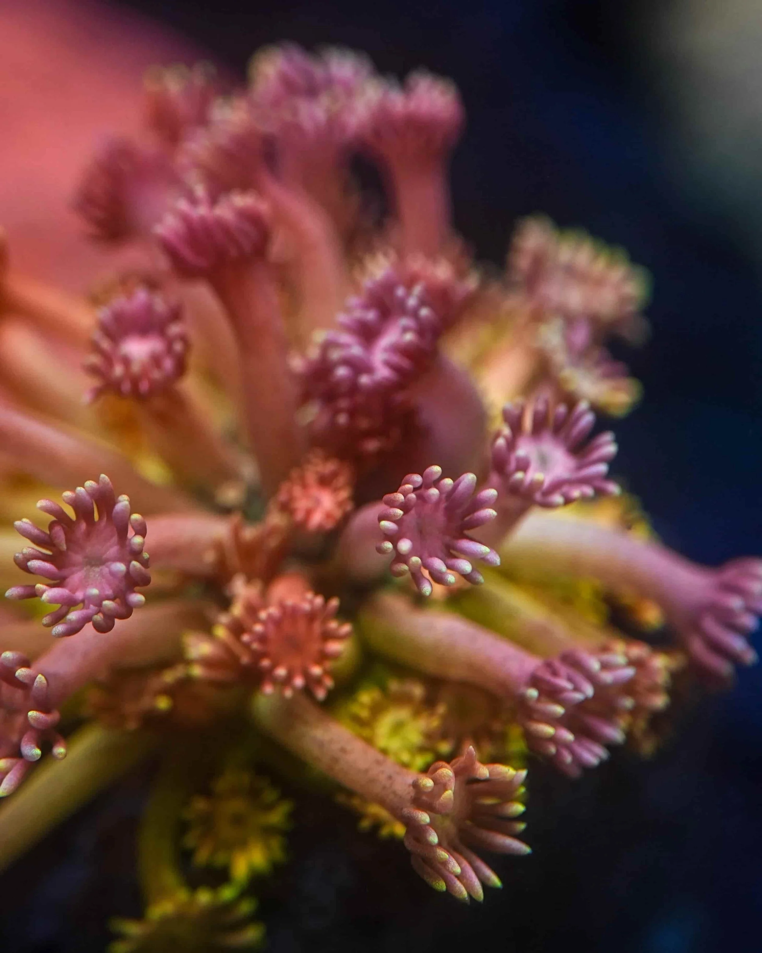 Goniopora (Green, Pink, Purple and Orange), a large polyp stony (LPS) coral