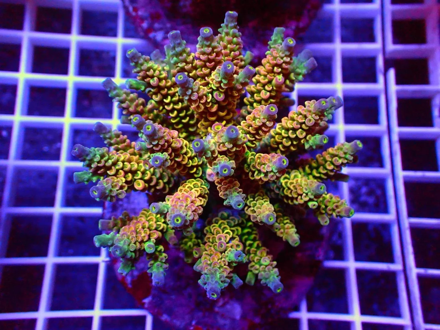 Tenuis Acropora, a small polyp stony (SPS) coral