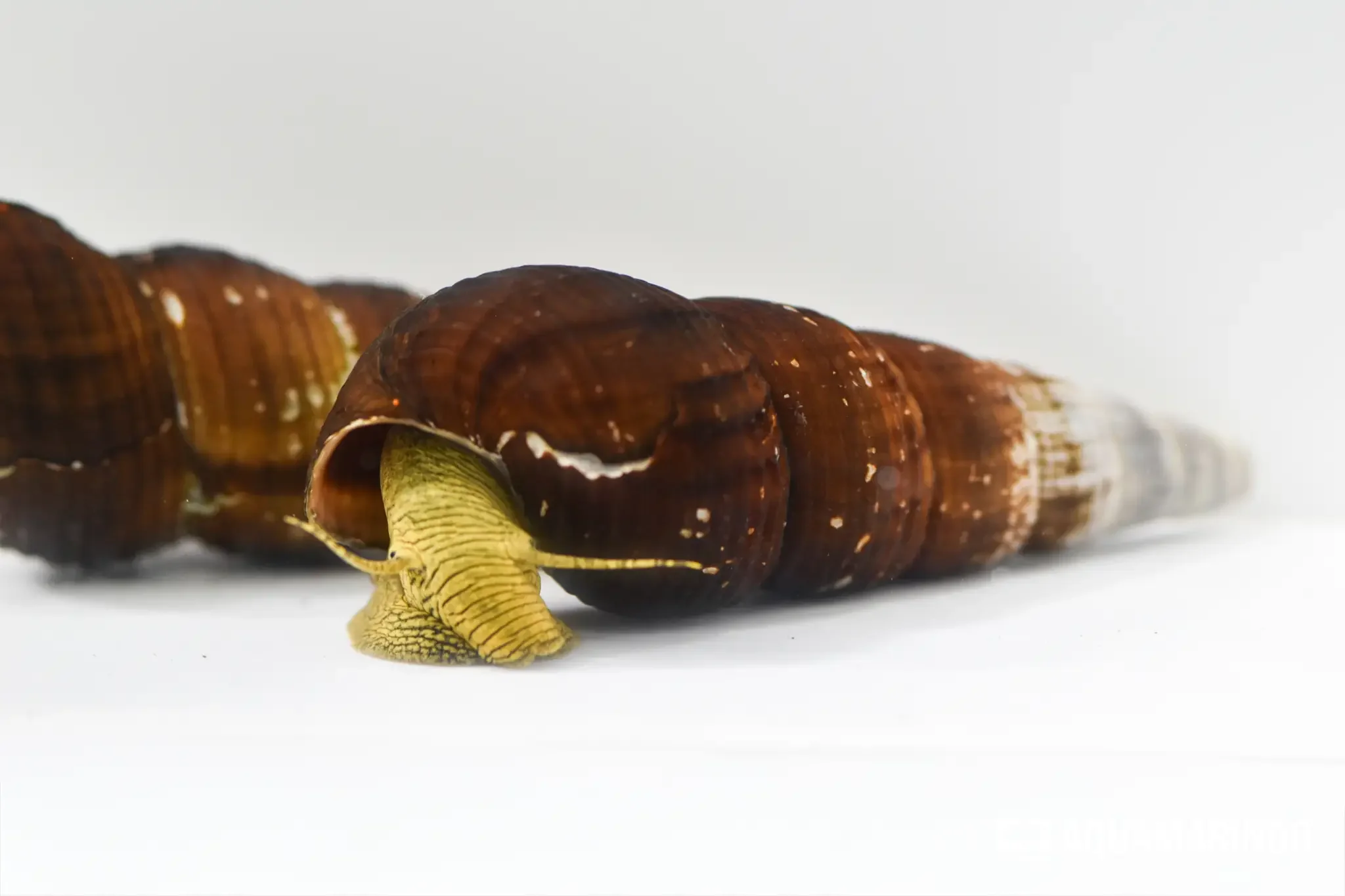 Yellow Poso rabbit snail, a rabbit snail from Sulawesi's Lake Poso