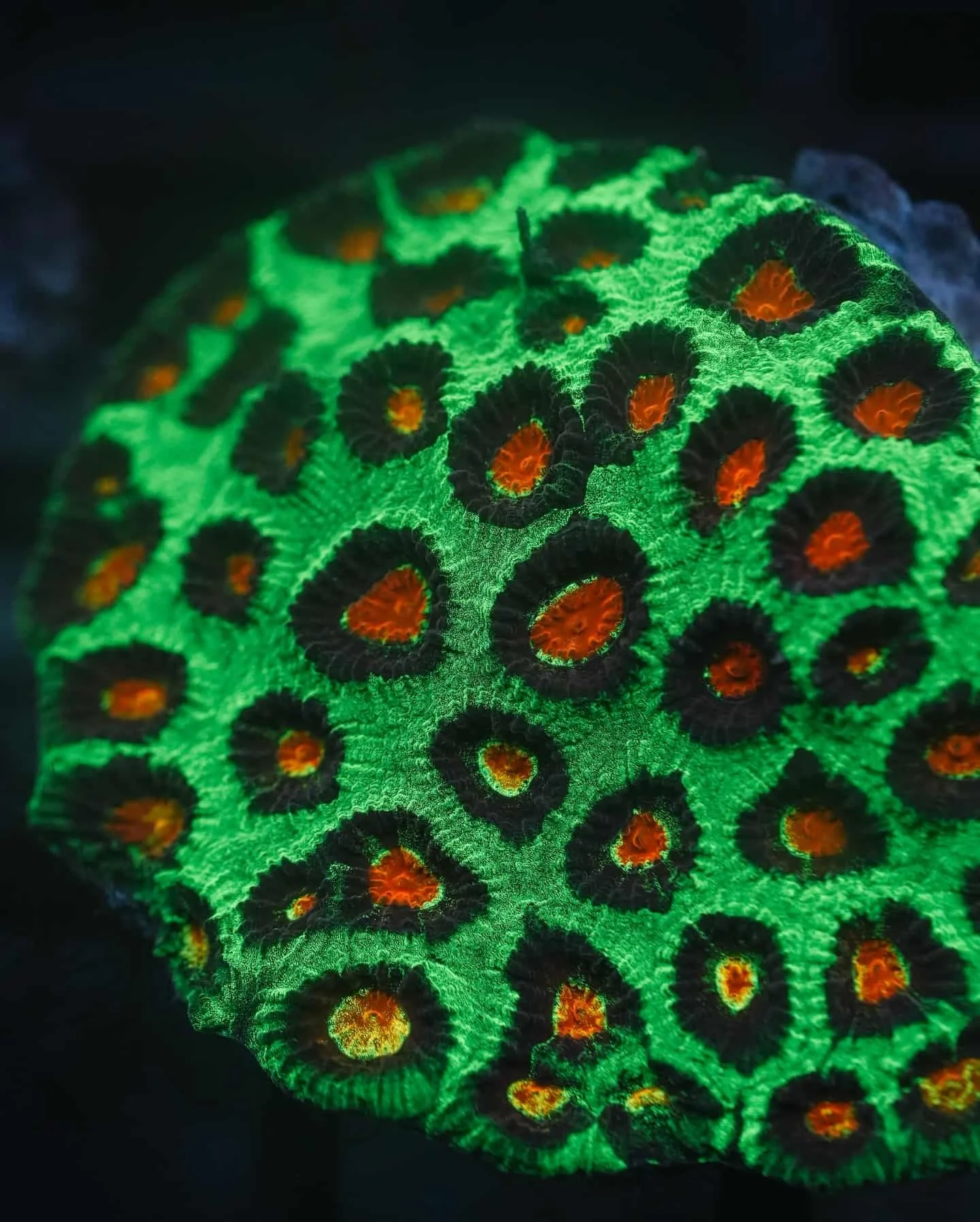 Pineapple Coral (Favia spp.), a large polyp stony (LPS) coral