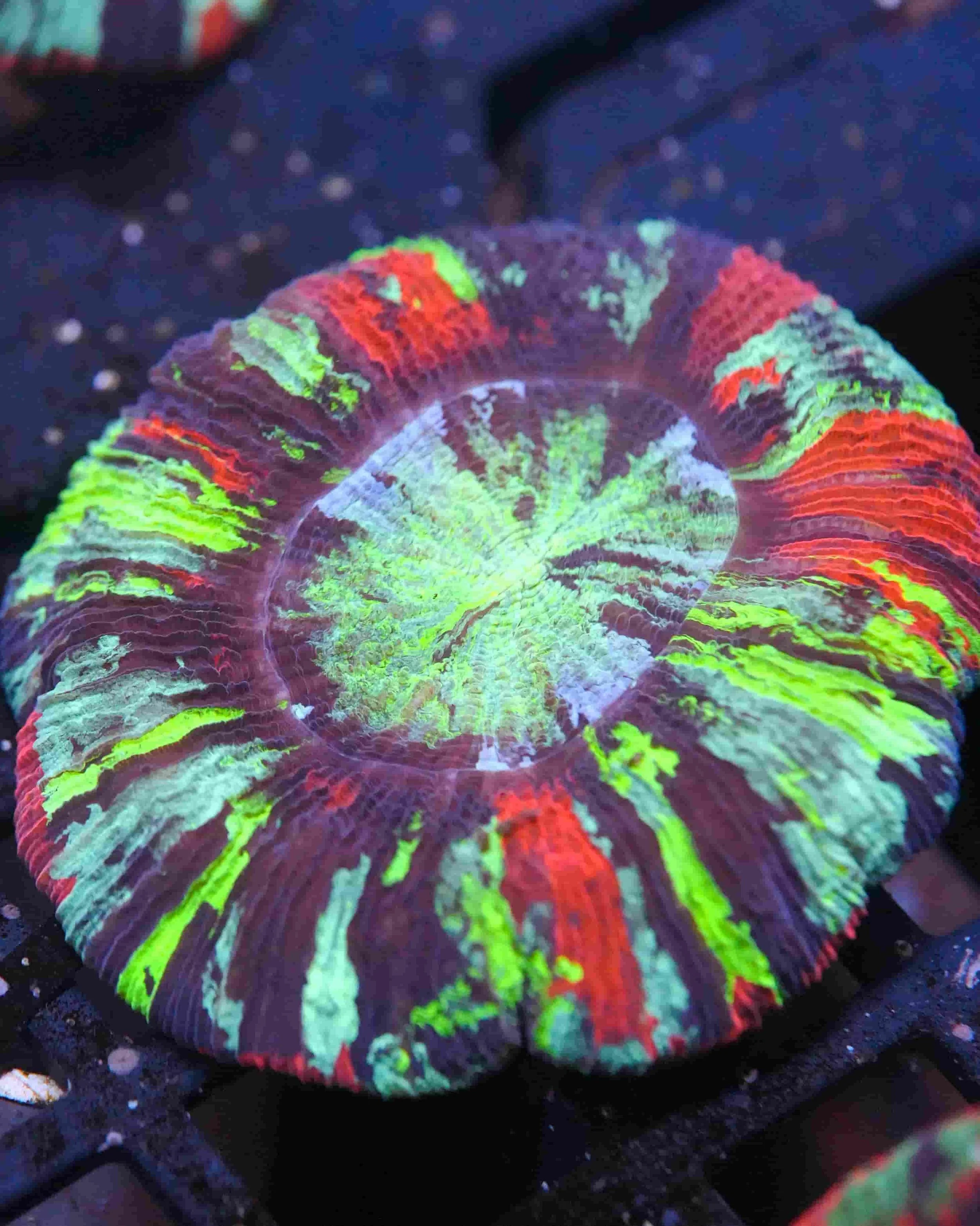 Trachyphyllia geoffroyi, a large polyp stony (LPS) coral