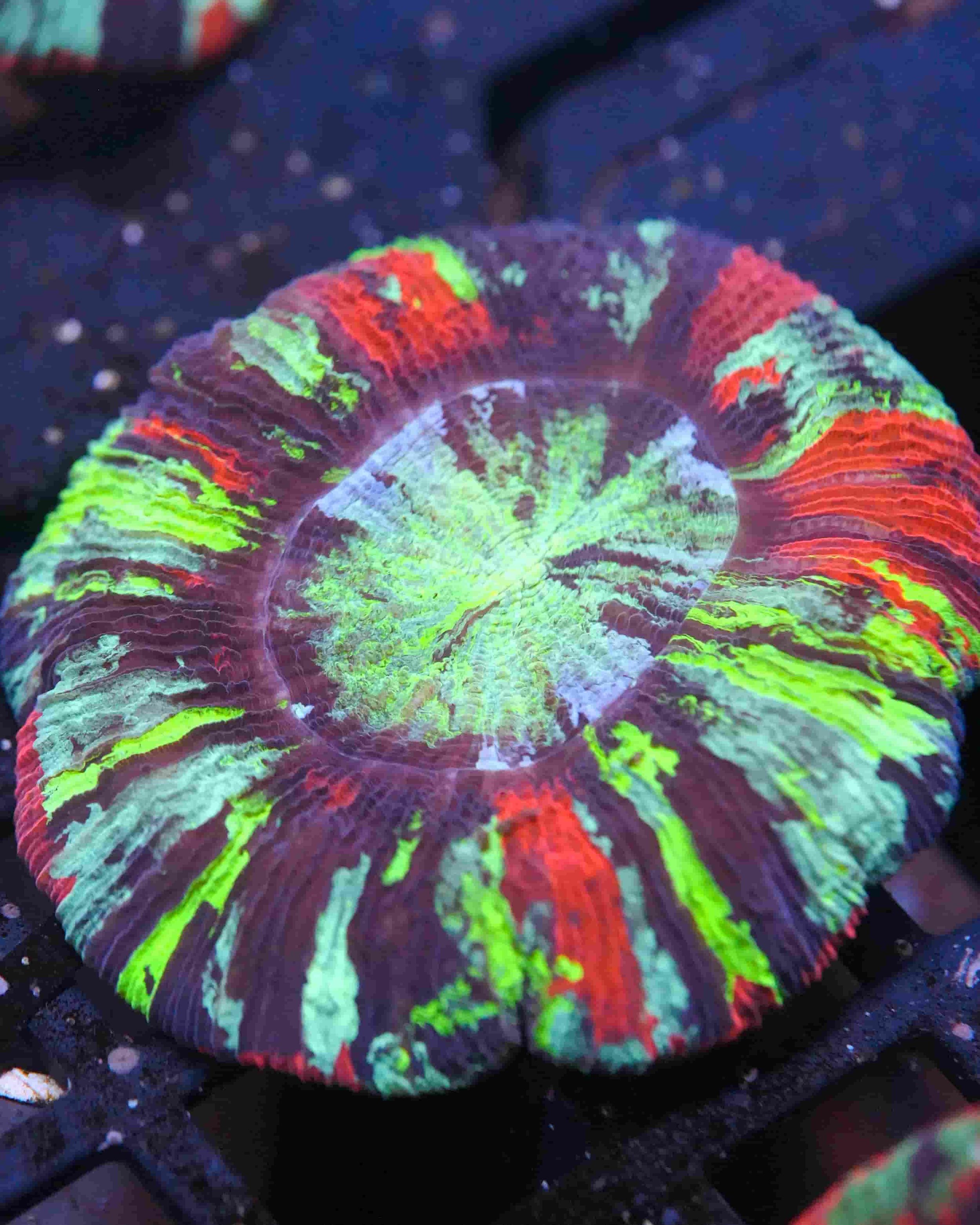 Trachyphyllia geoffroyi