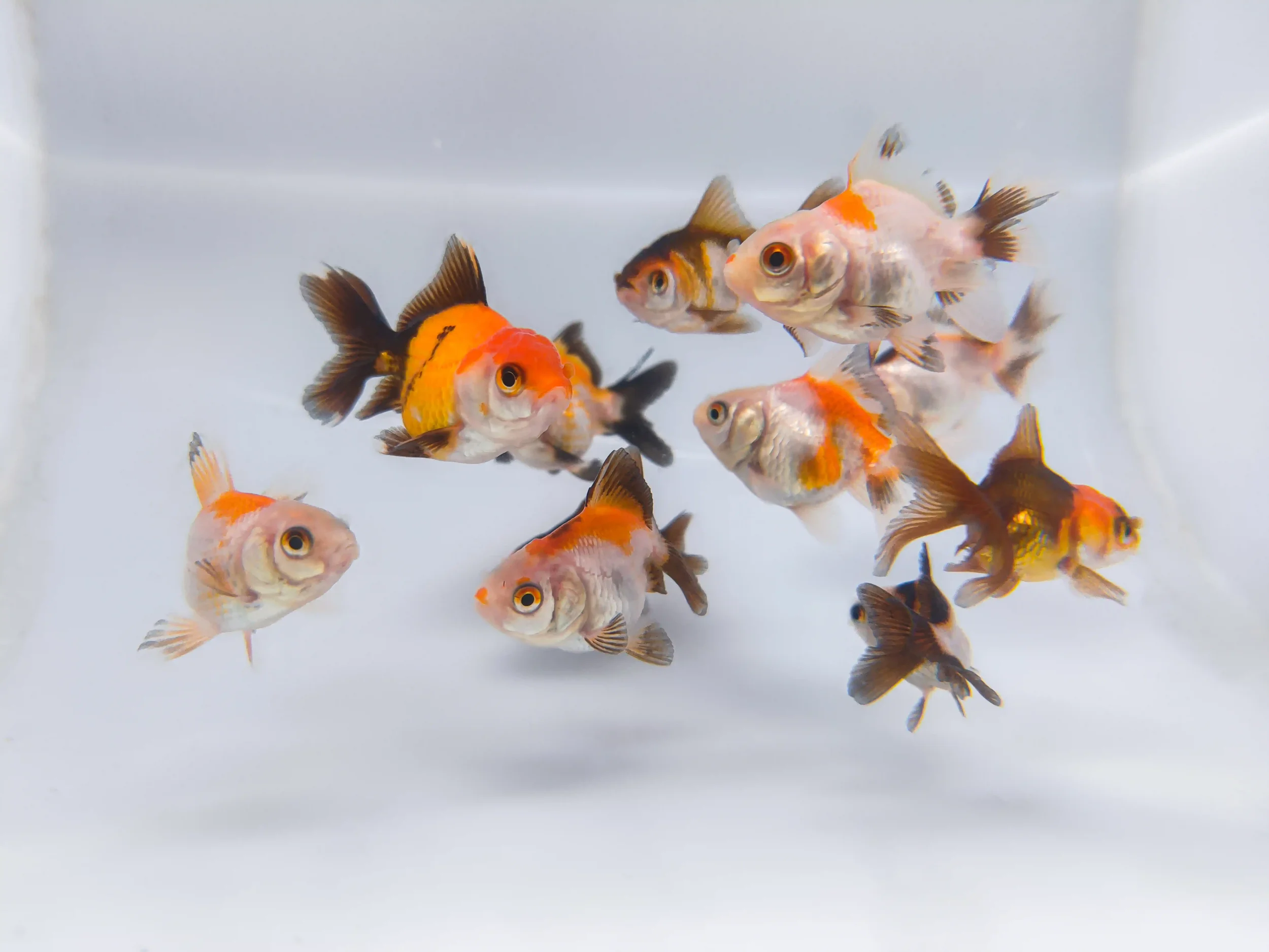 Tricolor goldfish with a three-color pattern