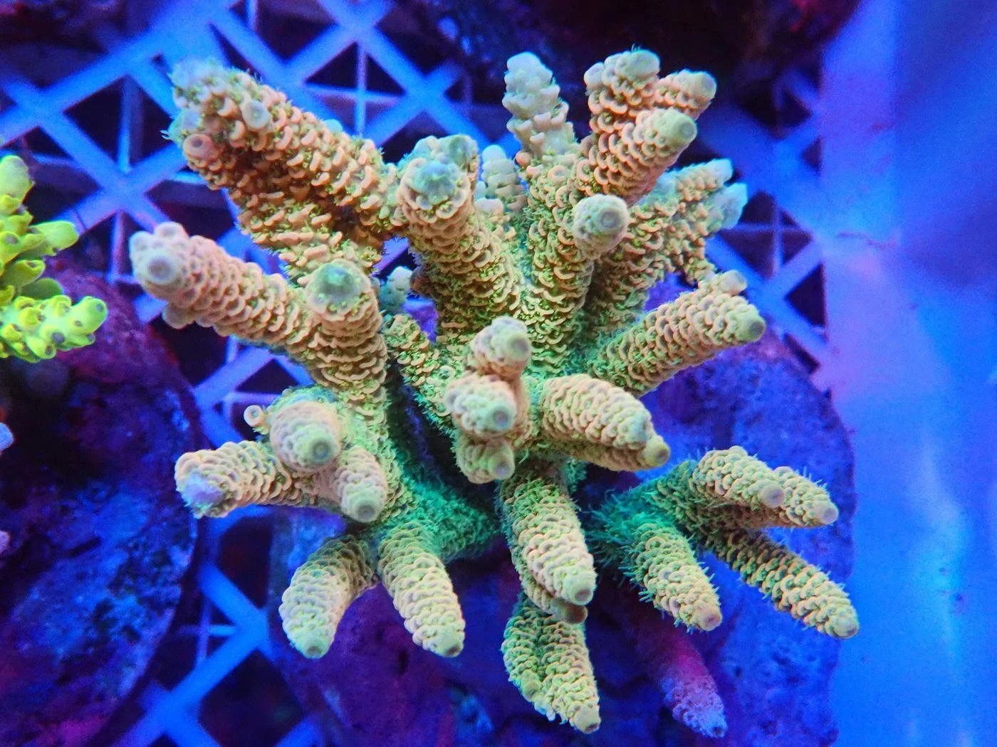 Millepora, a small polyp stony (SPS) coral