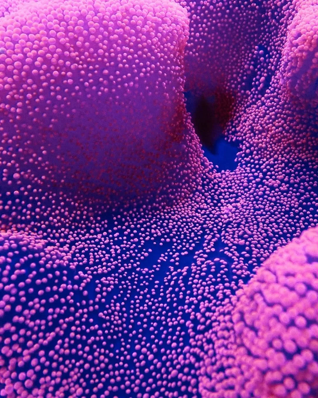 Red carpet anemone, a marine sea anemone