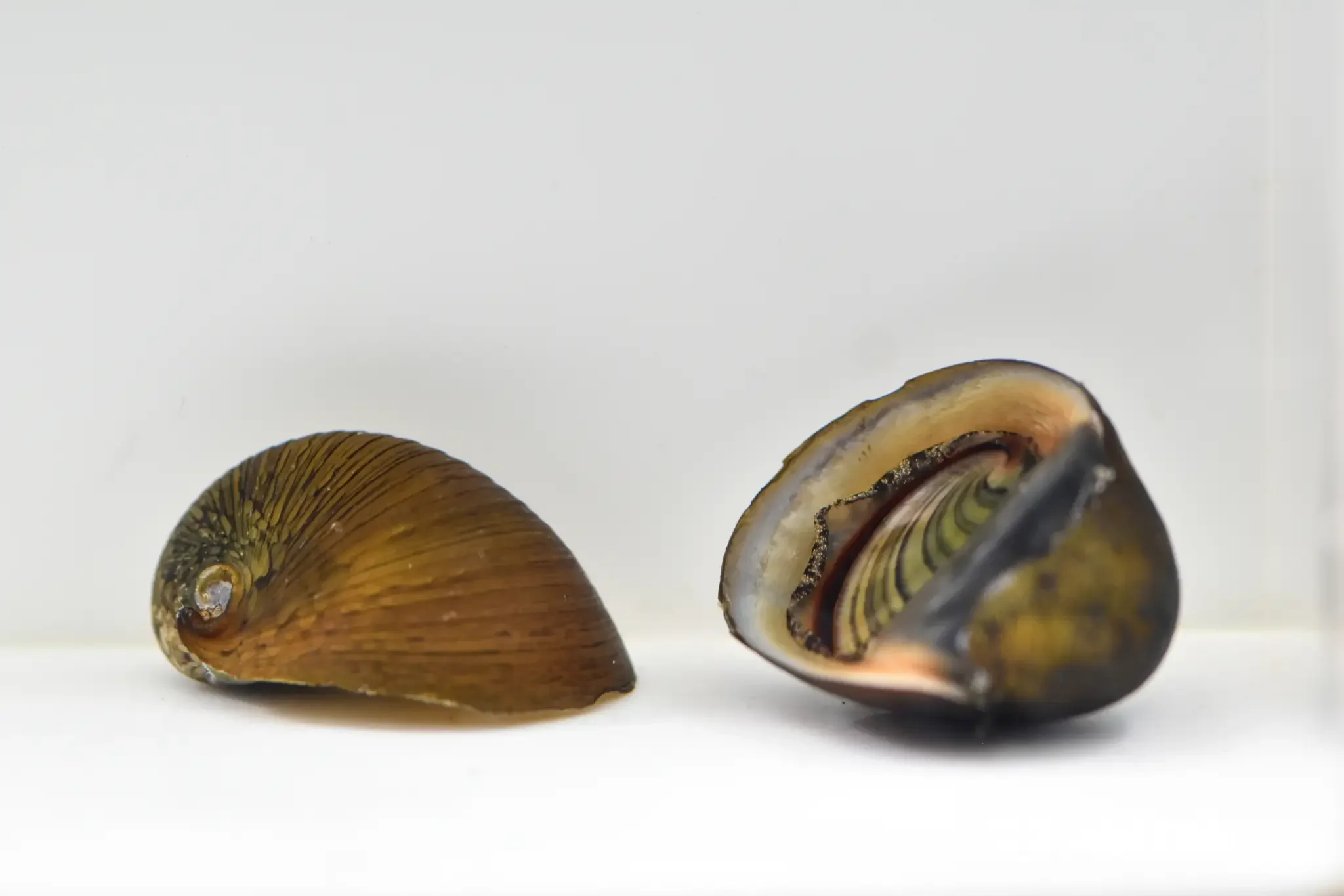 Abalone snail, a freshwater snail with a wide, flattened shell