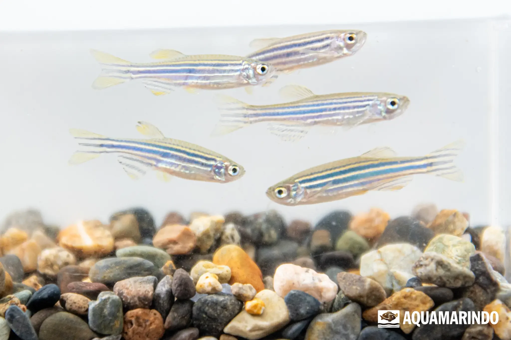 Zebra danio (Danio rerio), a striped freshwater danio