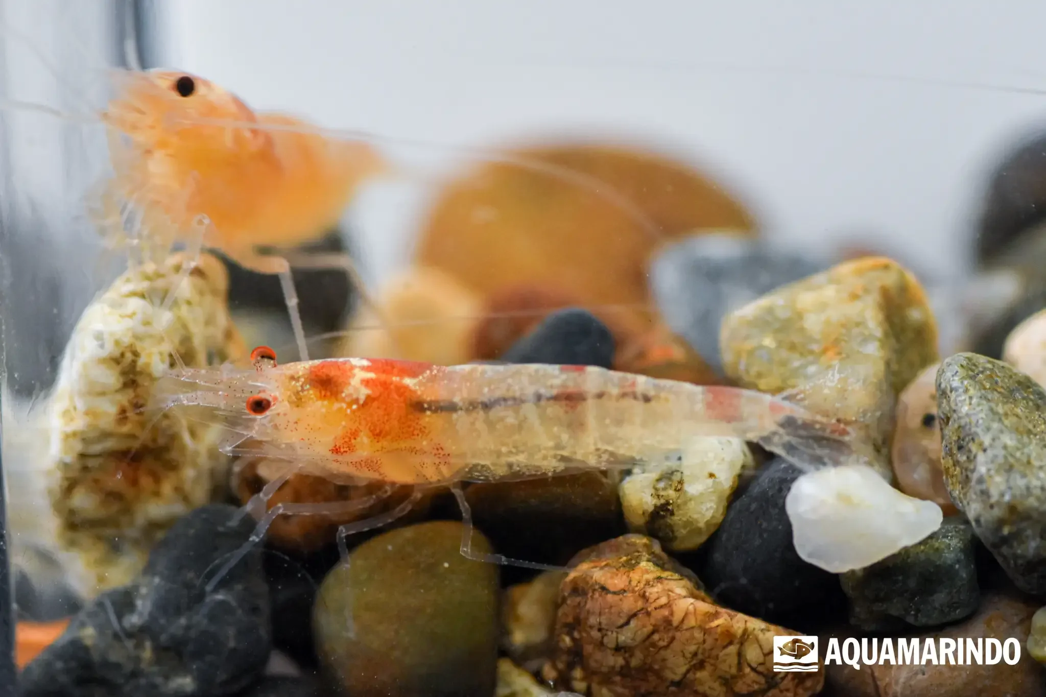 Golden bee shrimp with a yellow-gold color