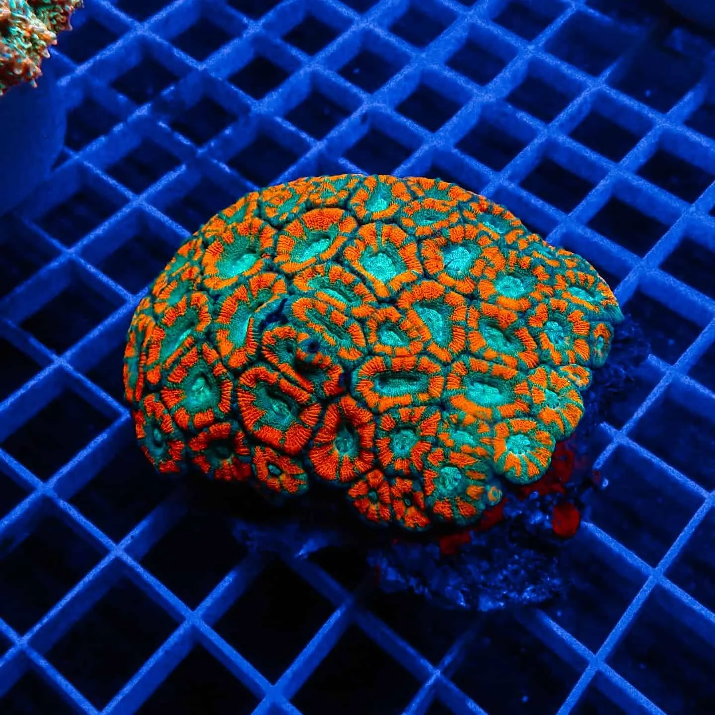 Acanthastrea (Acanthastrea echinata)