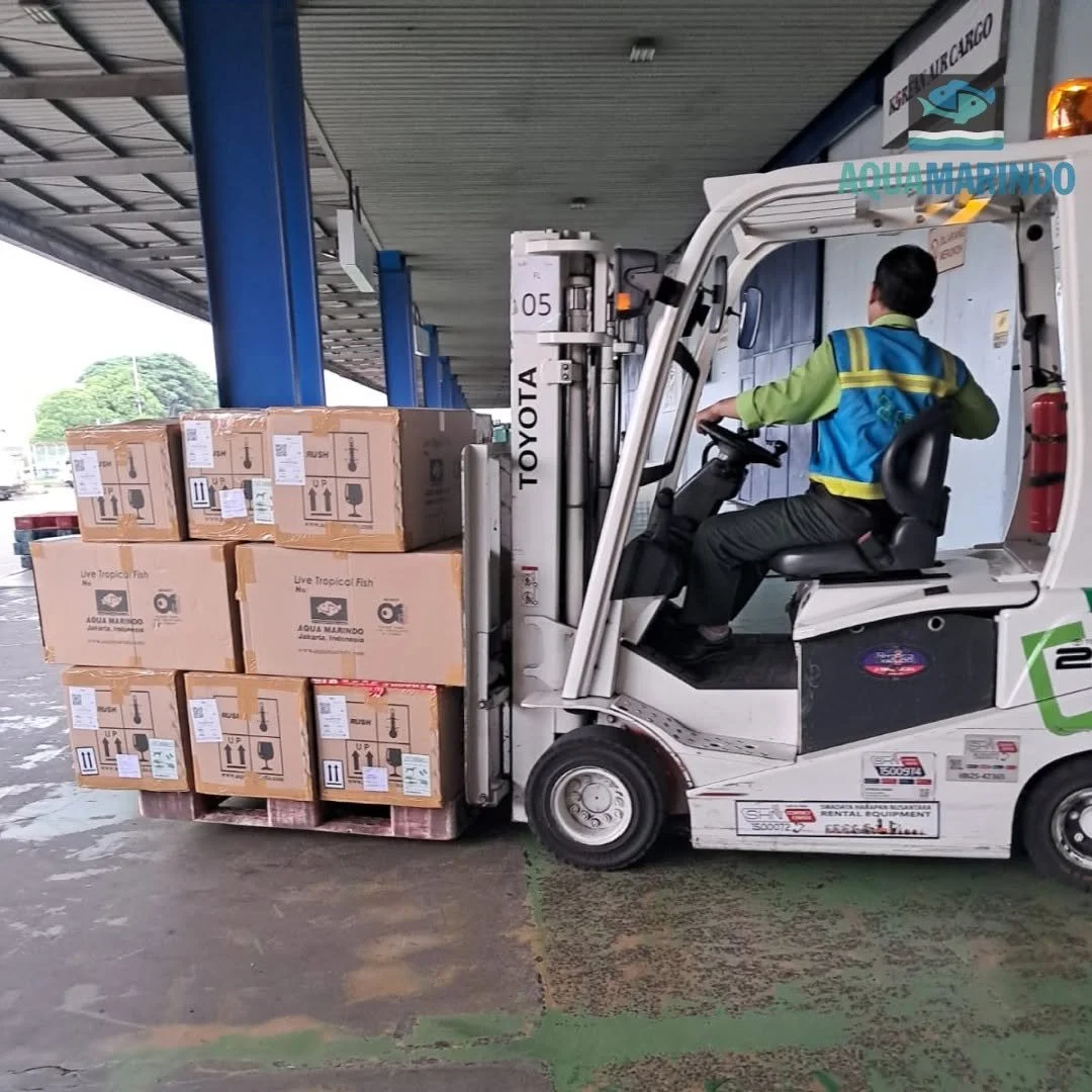 Labelled and weighed export cartons prepared for air cargo shipment